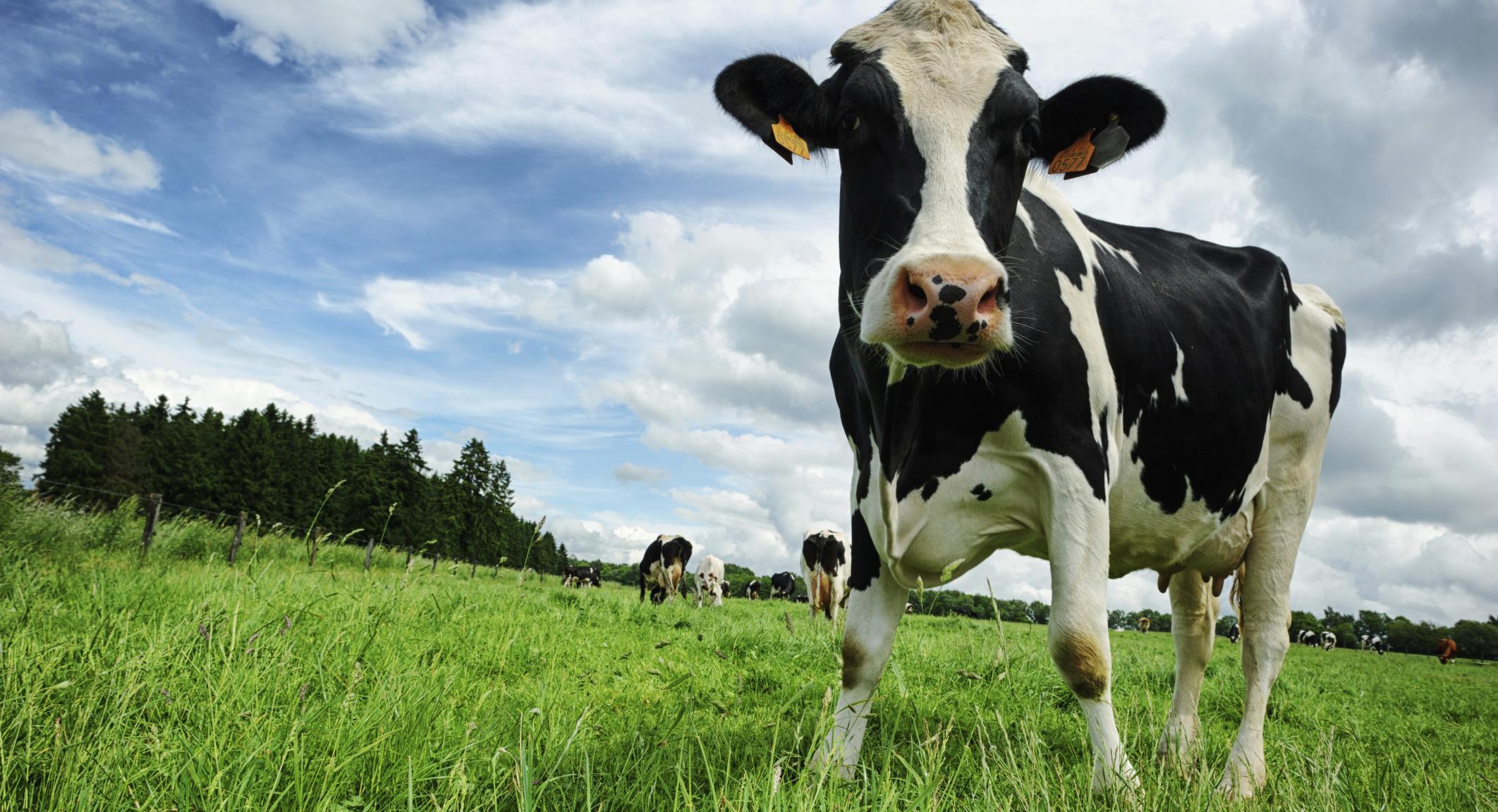 DIPLOMA IN LIVESTOCK AND DAIRY TECHNOLOGY
