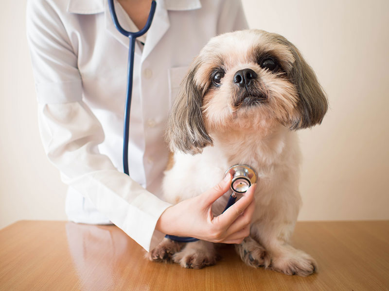 DIPLOMA IN LIFESTOCK AND VETERINARY SCIENCES