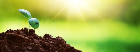 DIPLOMA IN PLANT PROTECTION